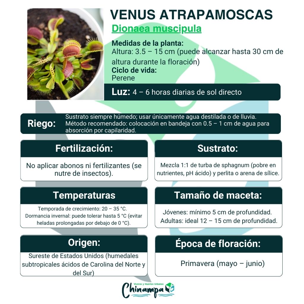 VENUS ATRAPAMOSCAS / CARNIVORA