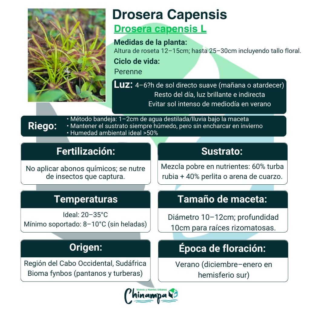 DROSERA CAPENSIS INSECTIVORA/CARNIVORA