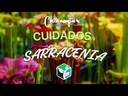 SARRACENIA LEUCOPHYLLA INSECTIVORA/CARNIVORA