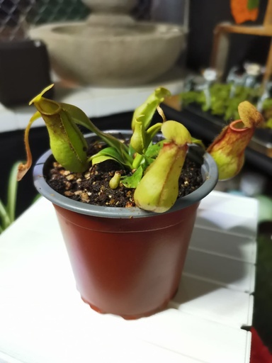 NEPENTHE GAYA / CARNIVORA